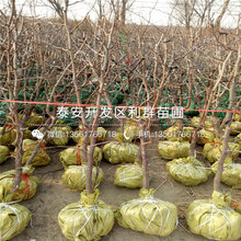 一颗4公分枣苗多少钱图片