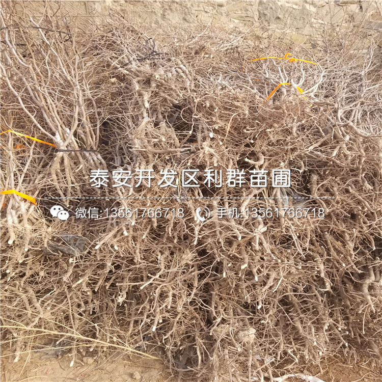 龙枣苗产量怎么样