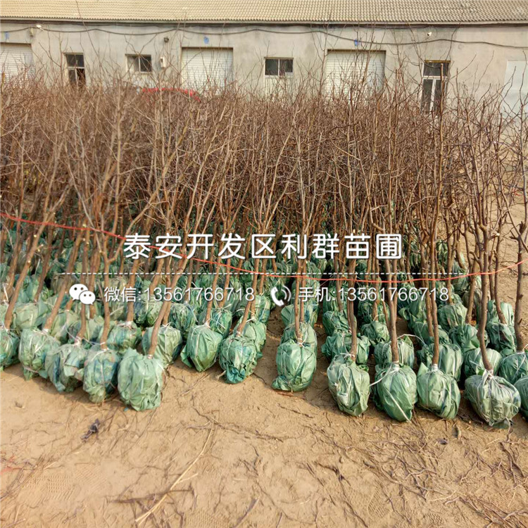 山东沾化2号枣树苗价格