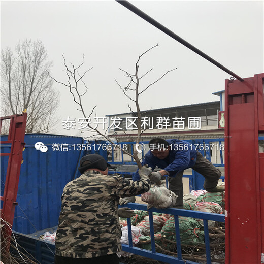 2公分茶壺棗苗、2公分茶壺棗苗價格