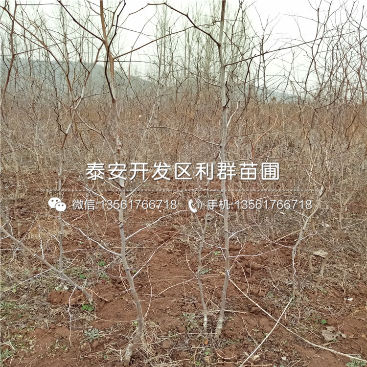 红枣苗基地出售