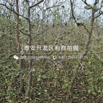 大枣苗产量怎么样