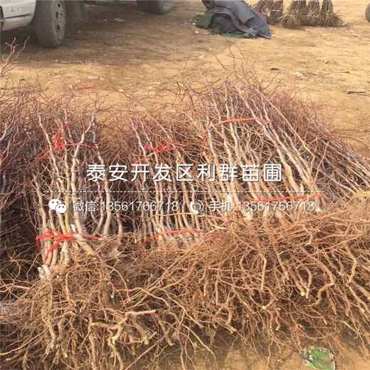 龍須棗苗價(jià)格、龍須棗苗批發(fā)