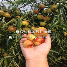 批发红枣树苗、红枣树苗基地图片