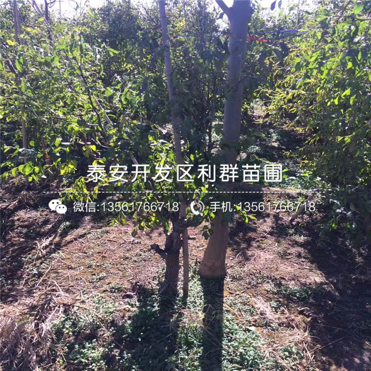 山东古枣树苗、古枣树苗基地