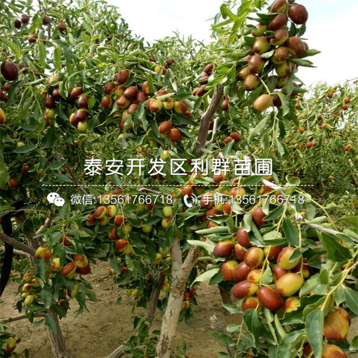 山東沾化二代冬棗苗供應(yīng)價格