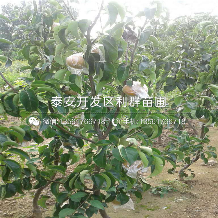 新品种15公分梨树苗多少钱