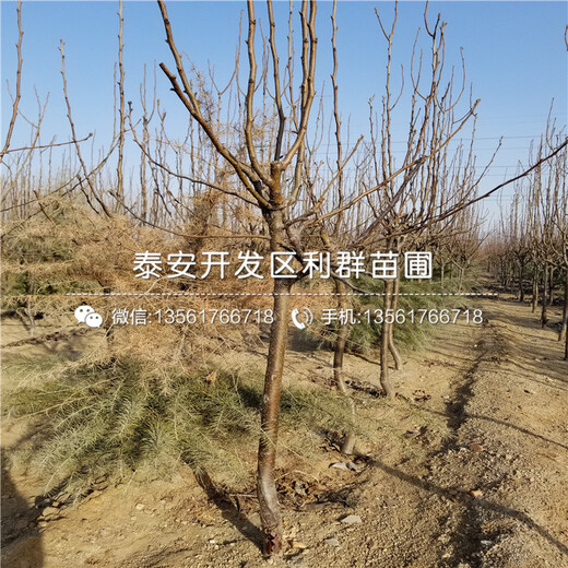 9公分梨樹(shù)苗價(jià)格多少、9公分梨樹(shù)苗品種介紹