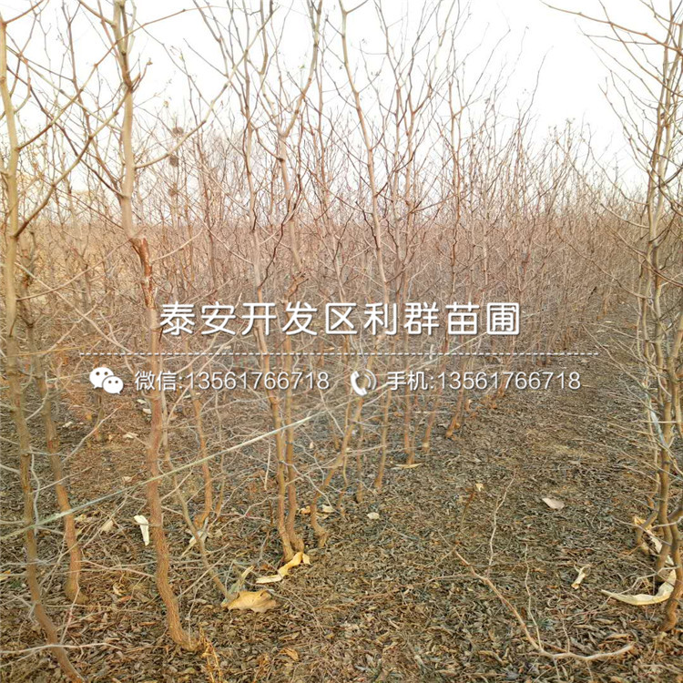 山东长红枣苗出售基地