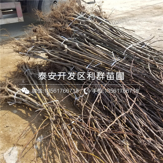 山東華山梨苗、山東華山梨苗出售基地