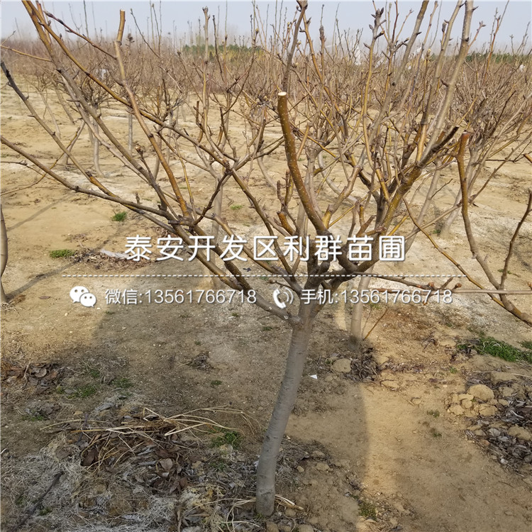 库尔勒香梨树苗新品种、2018年库尔勒香梨树苗新品种