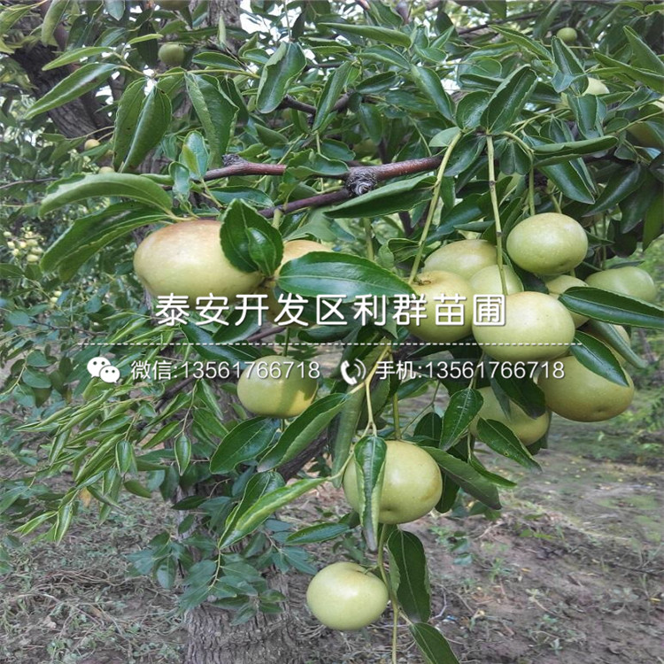 2018年葫芦枣苗批发