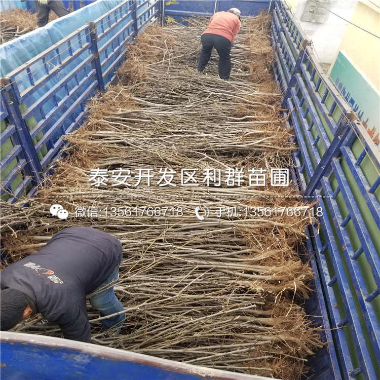 山东翠冠梨苗出售