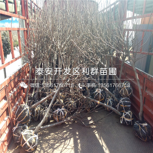 山東8公分梨樹苗銷售價格