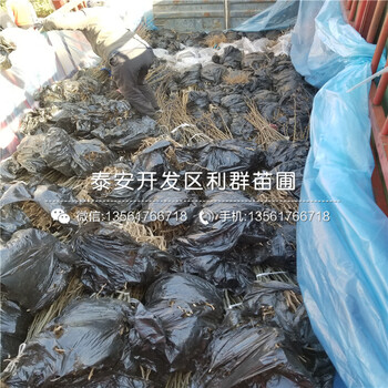新品種紅太陽(yáng)梨樹苗批發(fā)價(jià)格多少