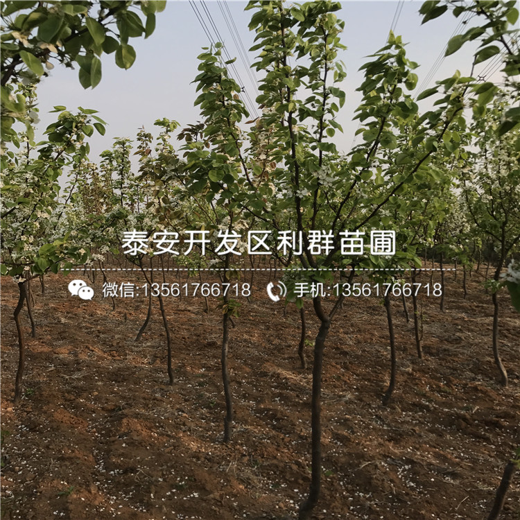 種植15公分梨樹苗基地