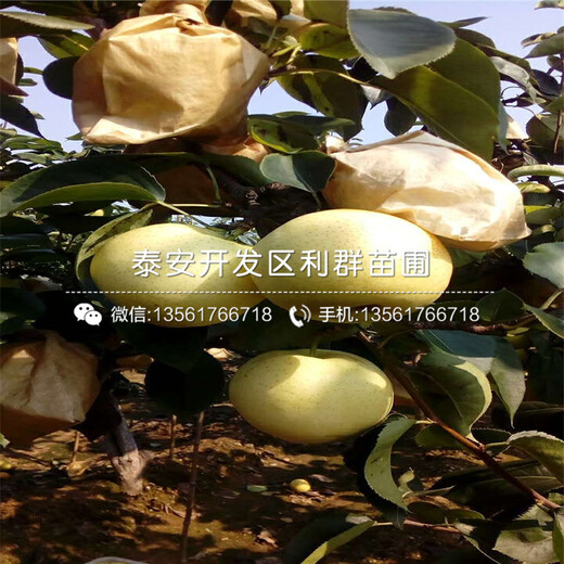 2018年奧冠紅梨樹(shù)苗、奧冠紅梨樹(shù)苗批發(fā)