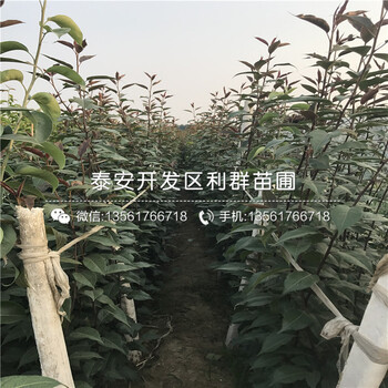 新品种梨苗价格多少