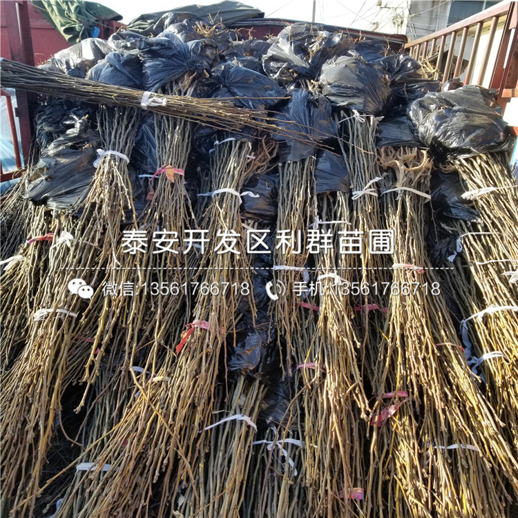 6公分梨樹苗新價格