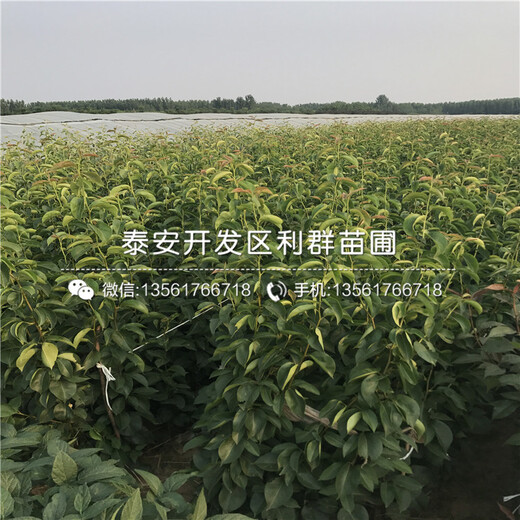 2公分梨樹苗批發(fā)價(jià)格、2公分梨樹苗價(jià)格是多少