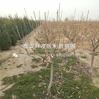 新品种三红梨树苗批发基地