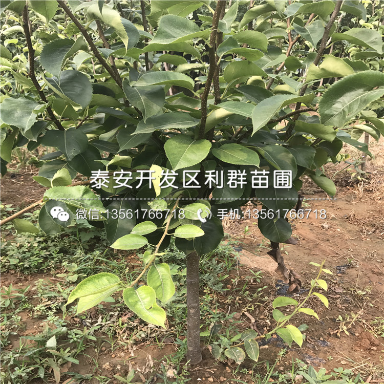 2018年7公分梨樹苗、今年7公分梨樹苗價(jià)格