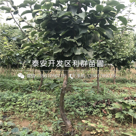 早酥紅梨苗多少錢一根