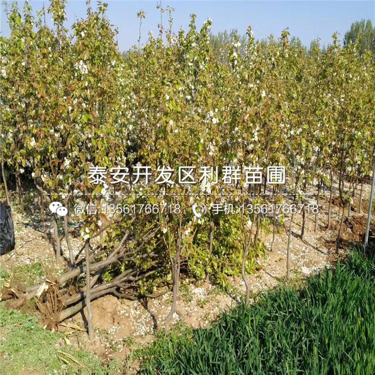 梨树苗效益怎么样