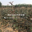 4公分库尔勒香梨树苗图片