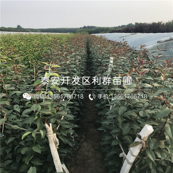 2018年1公分梨树苗出售基地