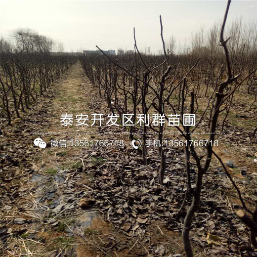 批發(fā)金果梨苗、金果梨苗價(jià)格是多少