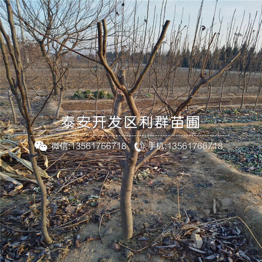 愛(ài)宕梨樹(shù)苗、山東愛(ài)宕梨樹(shù)苗價(jià)格
