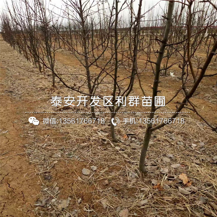 山東晚秋黃梨樹苗銷售基地
