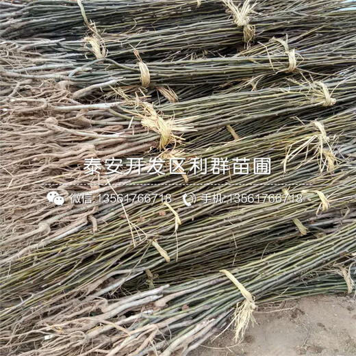 紅星梨苗栽培技術(shù)
