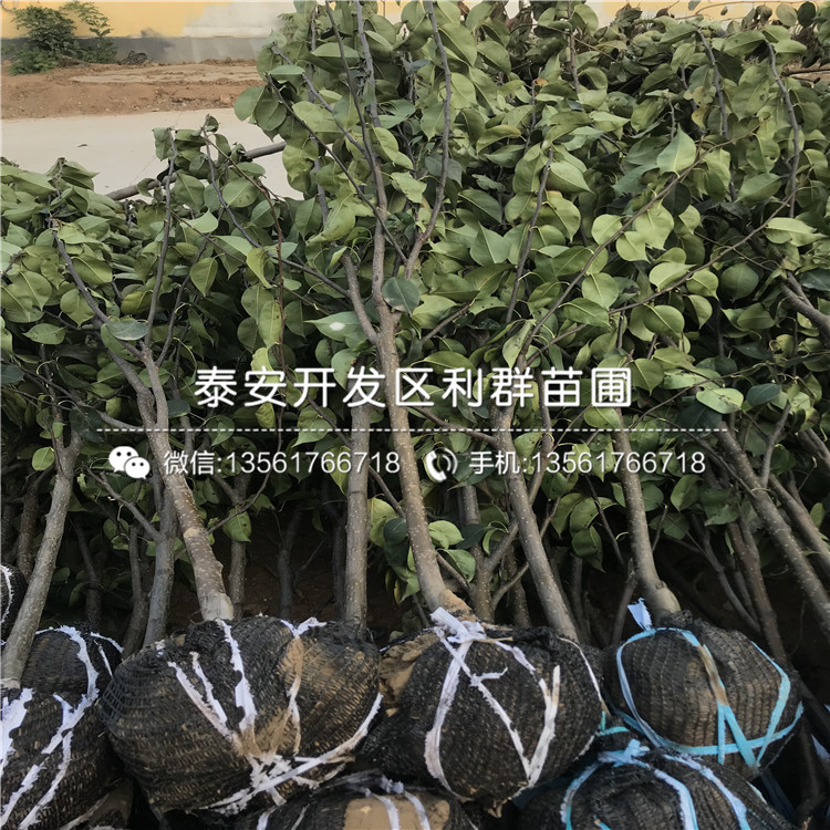 占地大梨苗基地批发