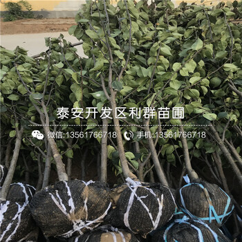 早熟夏玉梨苗新品种