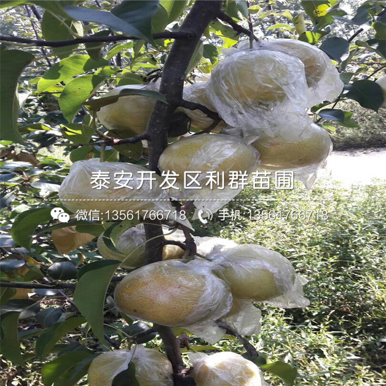 酥梨苗價(jià)格、酥梨苗多少錢一棵