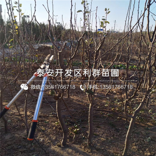 今年金秋梨樹苗價(jià)格是多少