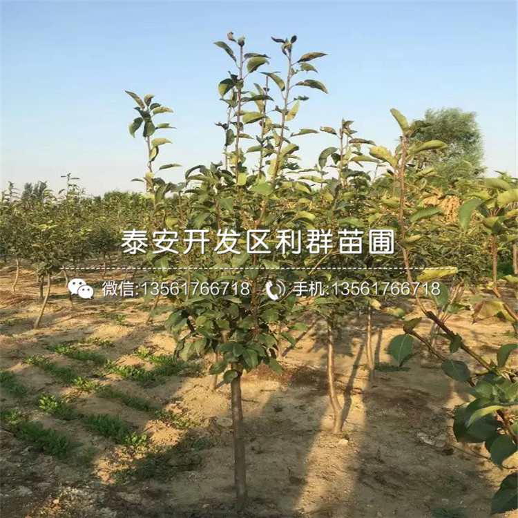 2018年新世纪梨树苗批发基地