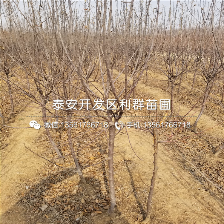 矮化砧苹果树苗一亩地种植多少棵