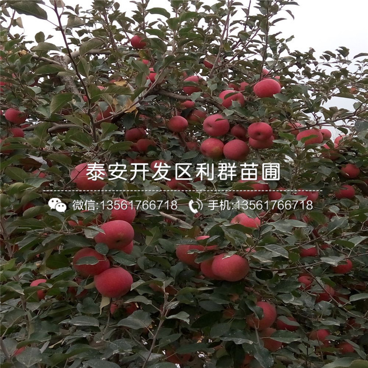 红色之爱苹果树苗多少钱、红色之爱苹果树苗批发价格
