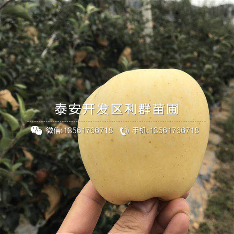 新品种蜜脆苹果树苗出售价格多少