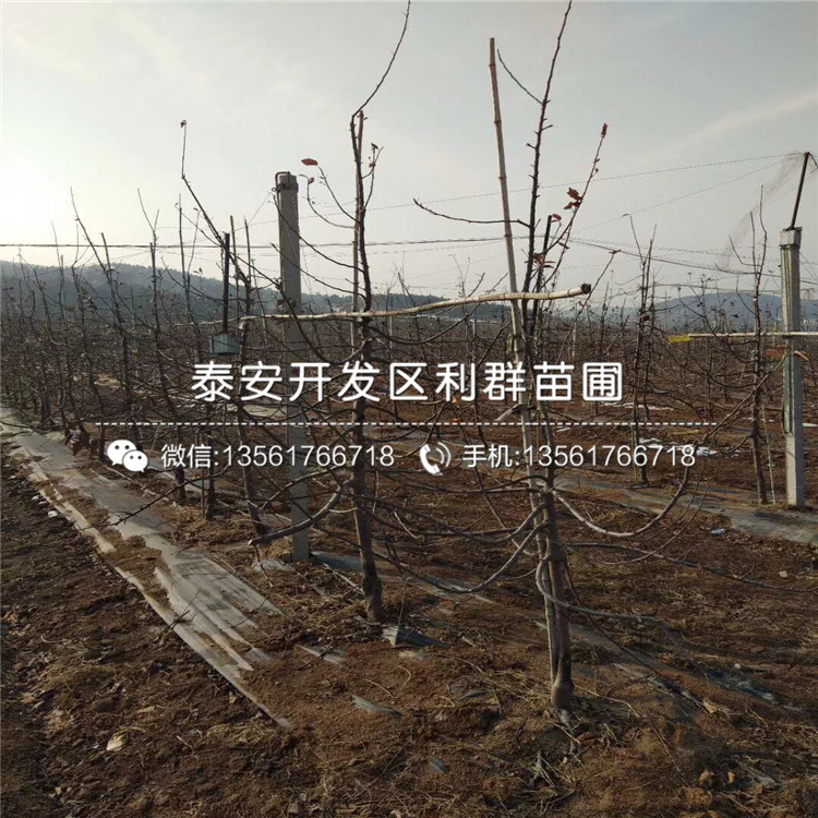 2018年矮化砧苹果树苗、矮化砧苹果树苗出售