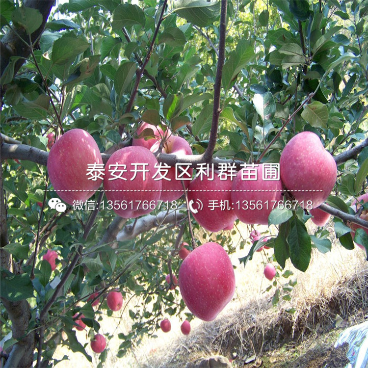 2018年矮化m9t337苹果树苗价格