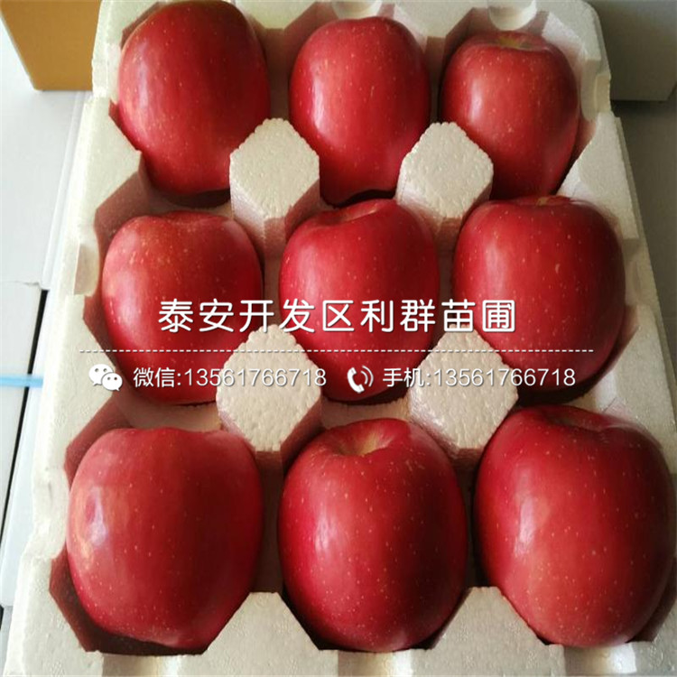 红嘎啦苹果苗亩产多少斤