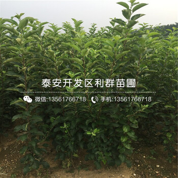 2018年蘋果樹苗多少錢一棵