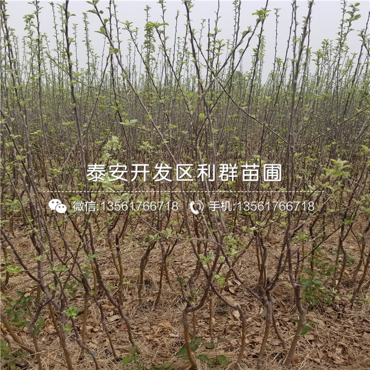 出售蜜脆苹果树苗价格是多少