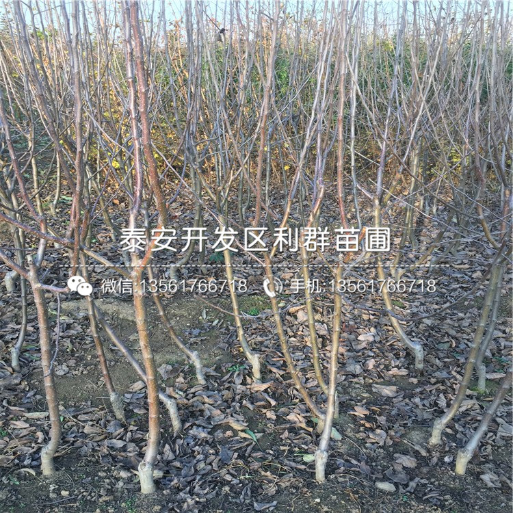 红心苹果苗、山东红心苹果苗批发