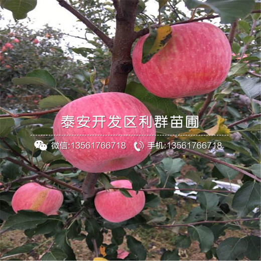 山東出售蘋果苗、出售蘋果苗價(jià)格是多少