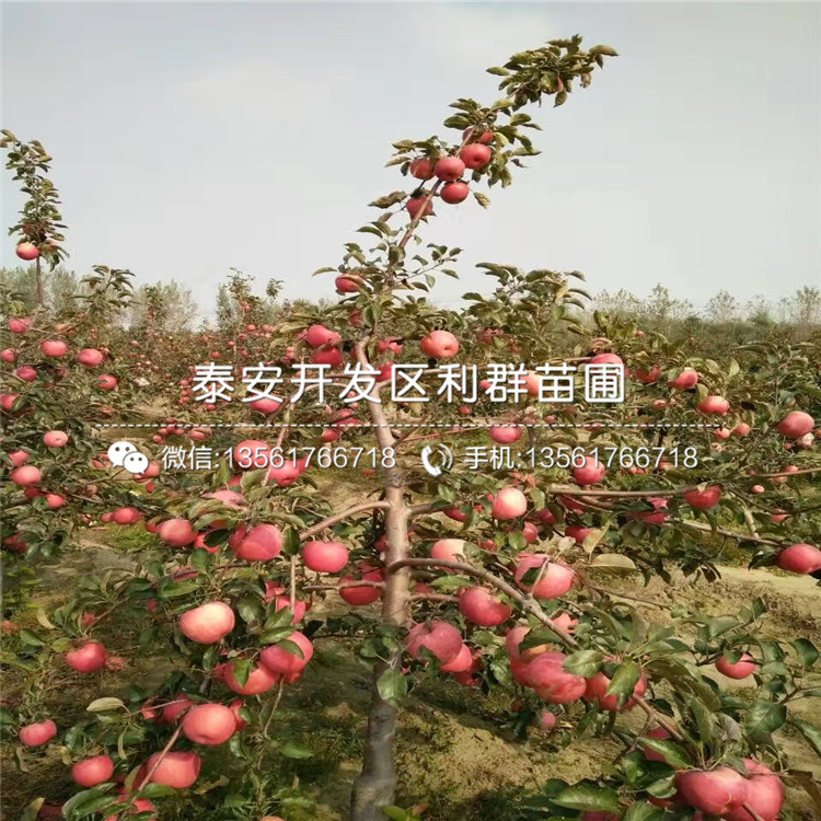 哪里美八苹果树苗价格低